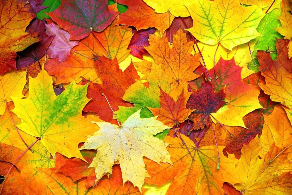 A vibrant collection of autumn leaves in various shades of yellow, orange, red, and green, densely covering the ground.